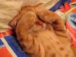 the kitten doesn't want to wake up)